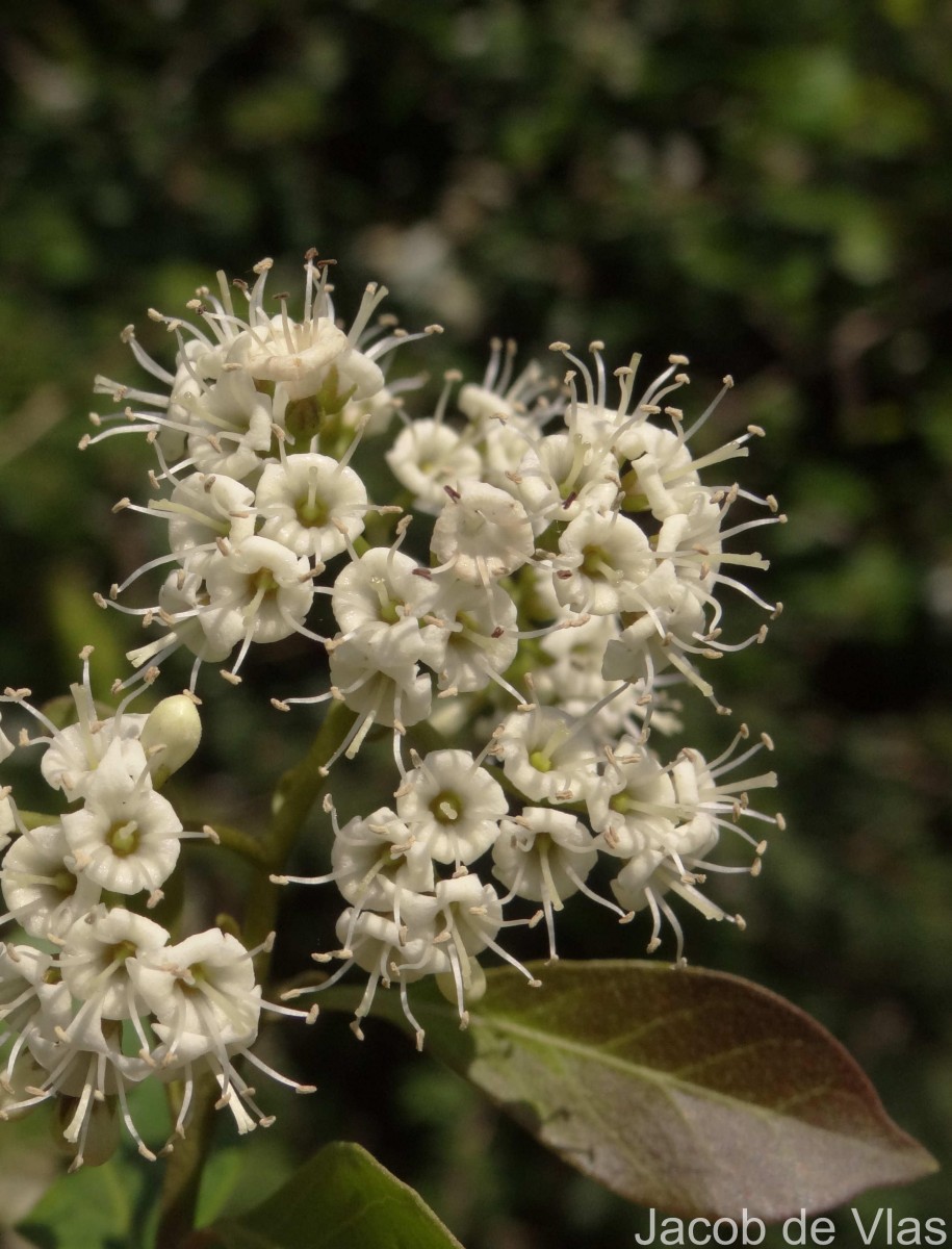 Ehretia aspera Willd.